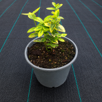 Bršlen Fortuneov (Euonymus Fortunei) ´EMERALD´N GOLD´ - výška 10-15 cm, kont. C2L